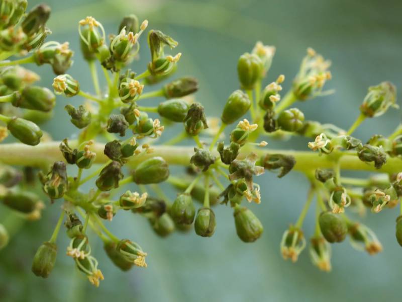novost rano cvetanje zapanjilo je francuske vinogradare vinski magazin vino fino