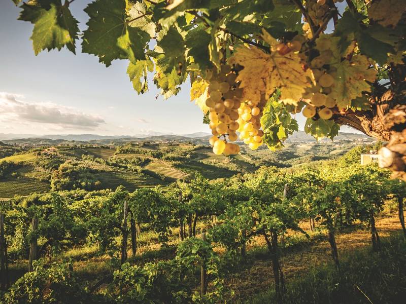 novost rebula moćna vladarka goriških brda vinski magazin vino fino