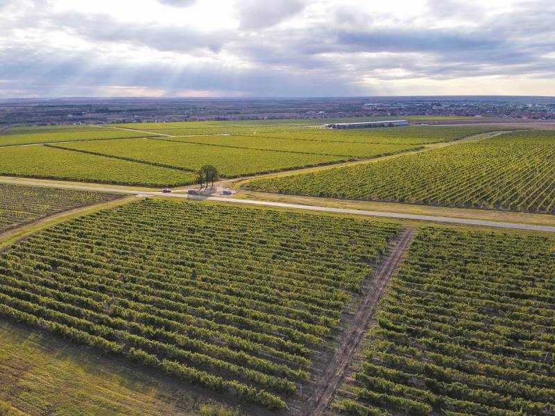 novost renesansa na vrŠaČkom bregu vinski magazin vino fino