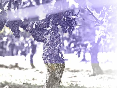 novost sitna Šmirgla za velika vina vinski magazin vino fino