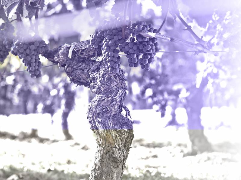 novost sitna Šmirgla za velika vina vinski magazin vino fino