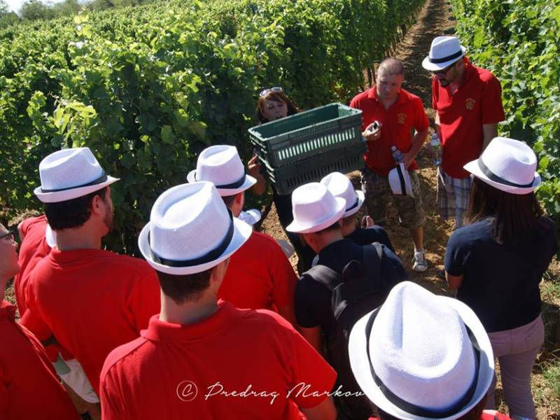 novost somelijeri obrali kovačevićeve vinograde vinski magazin vino fino