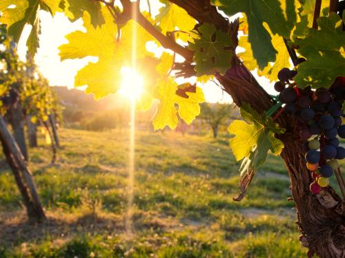 novost srpski vinari u borbi sa klimatskim promenama vinski magazin vino fino