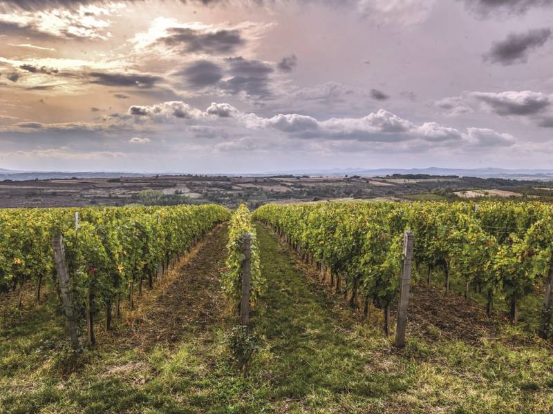 novost Šta je nama prokupac vinski magazin vino fino