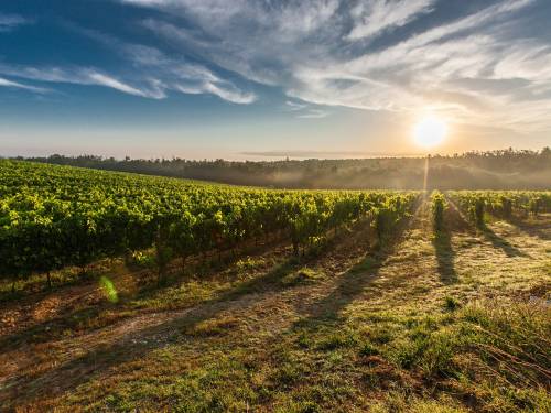 novost strategija daje novi zamah srpskom vinarstvu vinski magazin vino fino