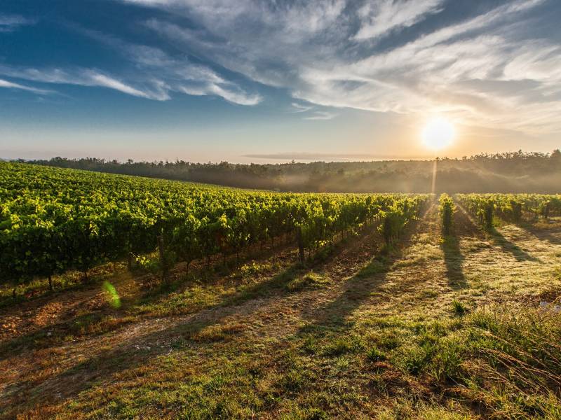 novost strategija daje novi zamah srpskom vinarstvu vinski magazin vino fino
