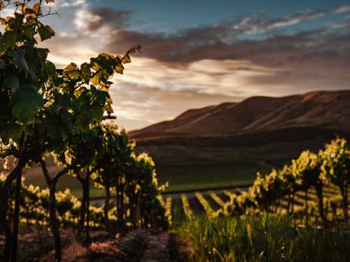 novost teroar nije samo mit vinski magazin vino fino