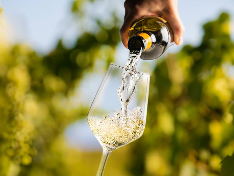 novost traminac egzotični voćni oblak u čaši vinski magazin vino fino