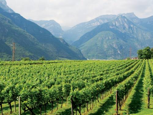 novost trentino u italiji je vinska regija godine vinski magazin vino fino