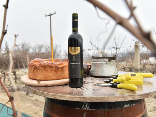 novost u tikvešovom vinogradu lepovo orezani prvi čokoti vinski magazin vino fino