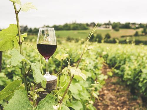 novost u toku su prijave za kurs o savremenom vinarstvu vinski magazin vino fino