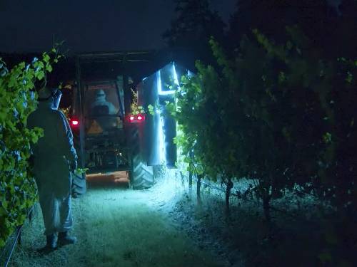 novost uv svetlost - novo oružje u ratu protiv pepelnice vinski magazin vino fino
