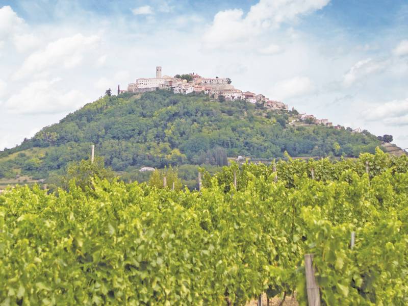 novost vino je fuzija Čoveka i tla vinski magazin vino fino