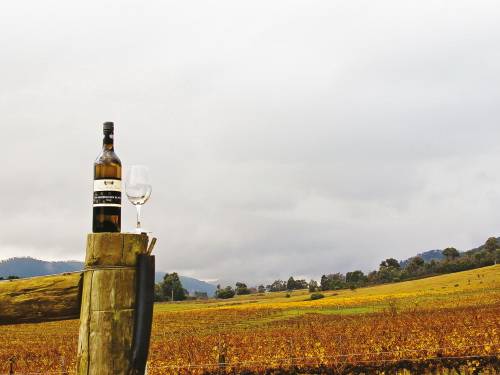 vinopis lepo vaspitani divljak vinski magazin vino fino
