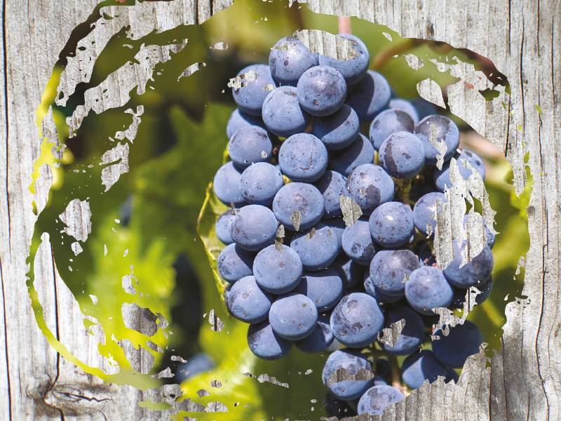 vinopis paralelna vinska stvarnost vinski magazin vino fino